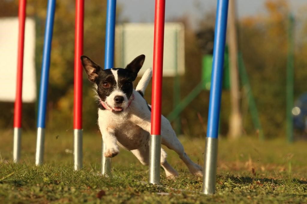 Agility